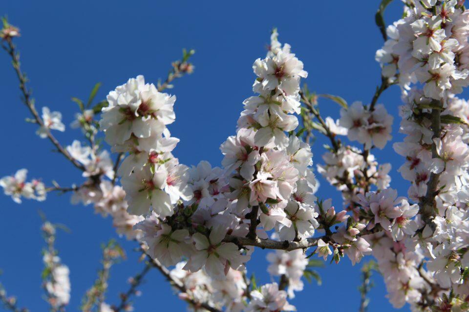 alberi in fiore nel villaggio di Santa Agnes