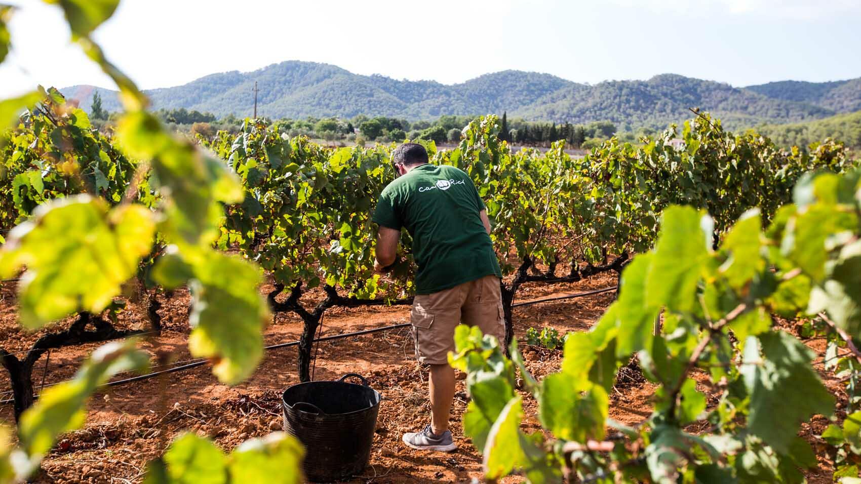 Vinos Ecolàgicos de Ibiza. Bodegas può ricco