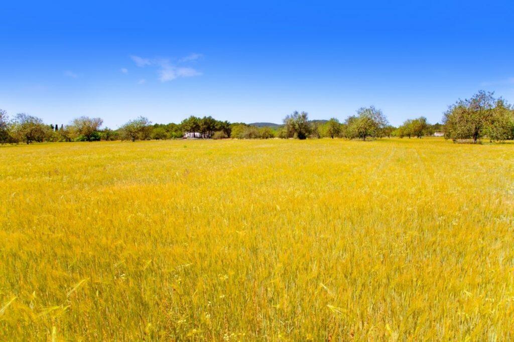 Ibiza Island Golden Wheat Fields of Mediterranean - Prestige Properties & IbizaPreservation