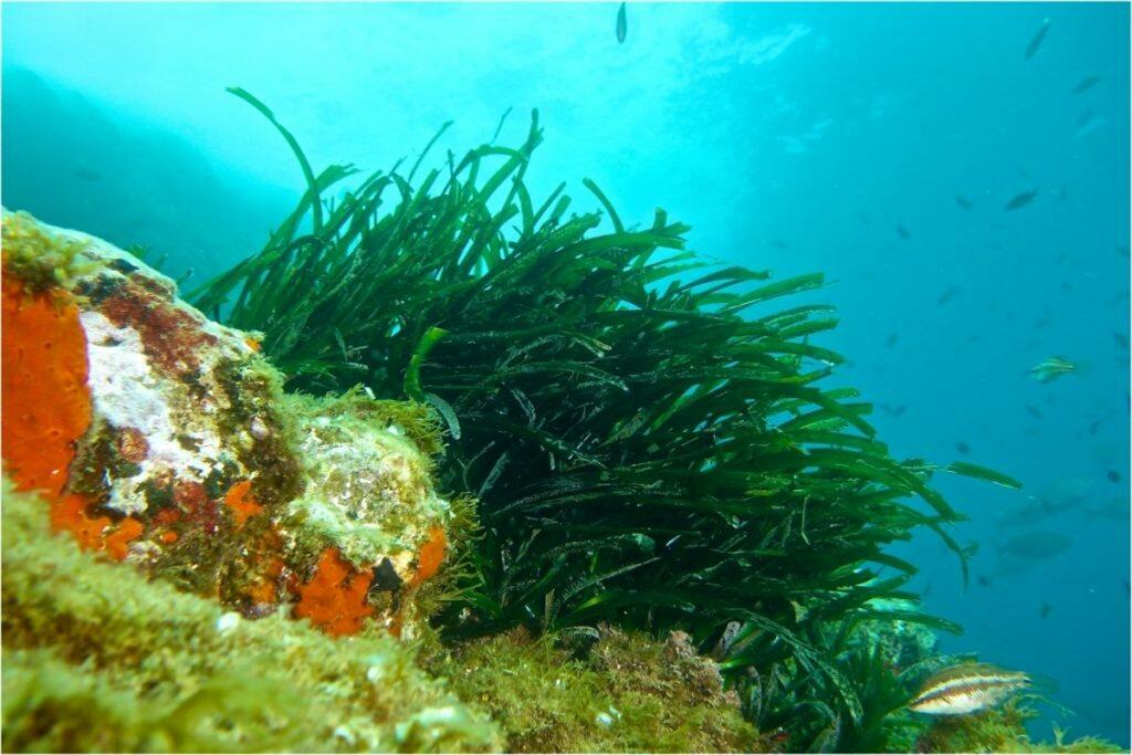 Posidonia Protection IbizaPreservation