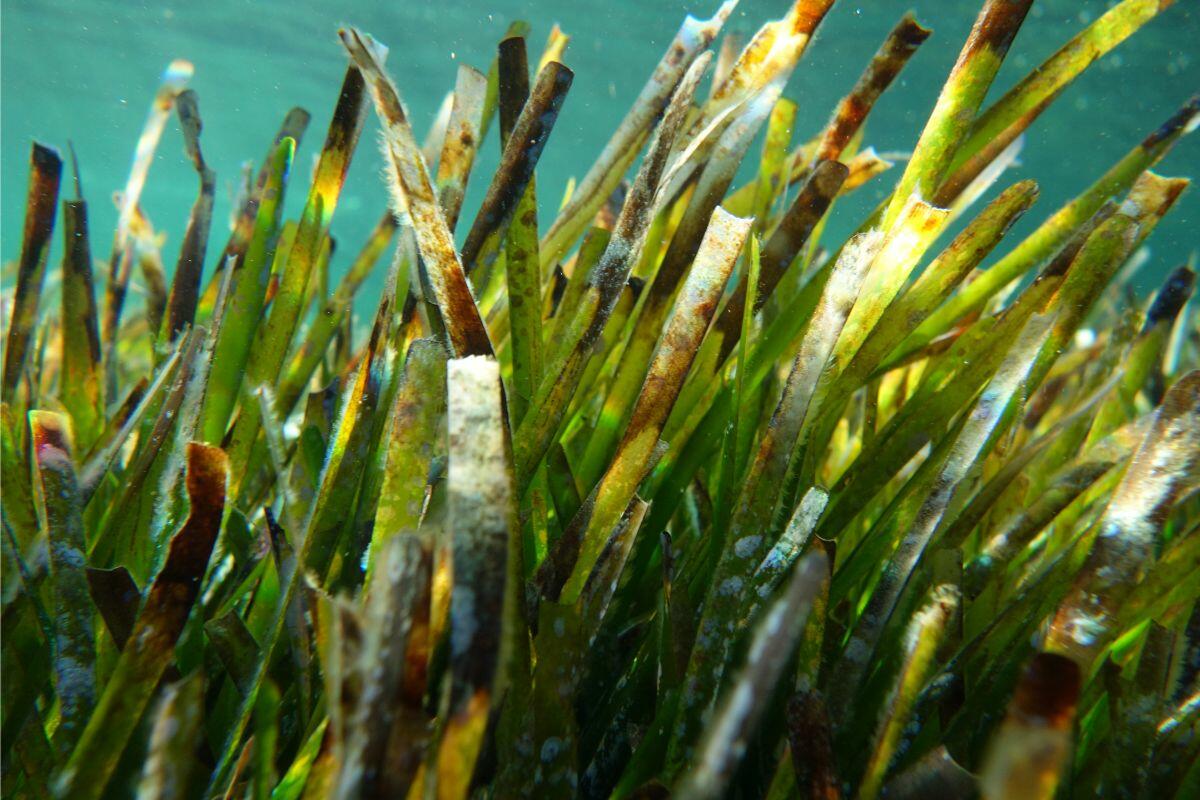 Posidonia oceanica, la prateria di fanerogame marine presente nelle acque intorno a Ibiza e Formentera. Sostiene la vita marina, aiuta a mantenere la limpidezza del mare e svolge un ruolo importante nella protezione della costa.