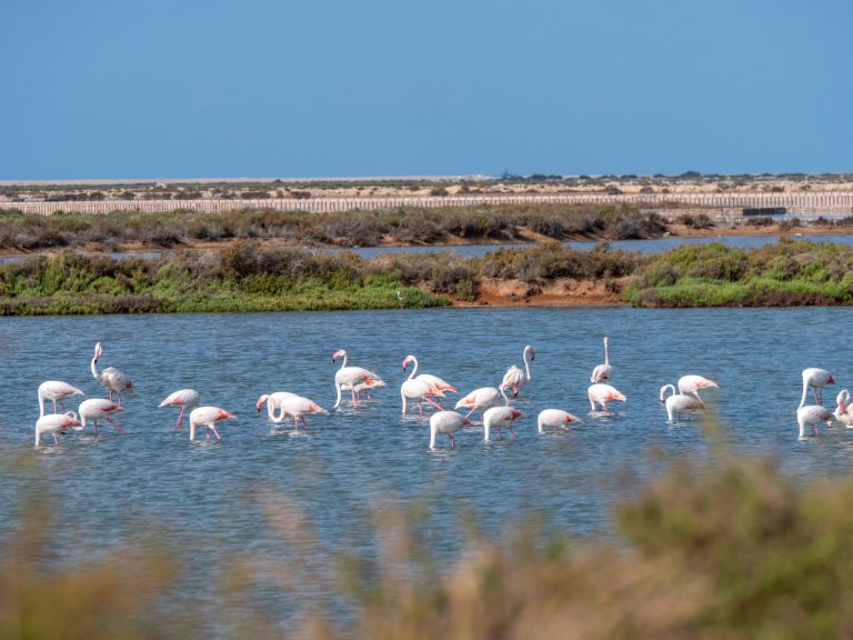 Parco Naturale di Ses Salines